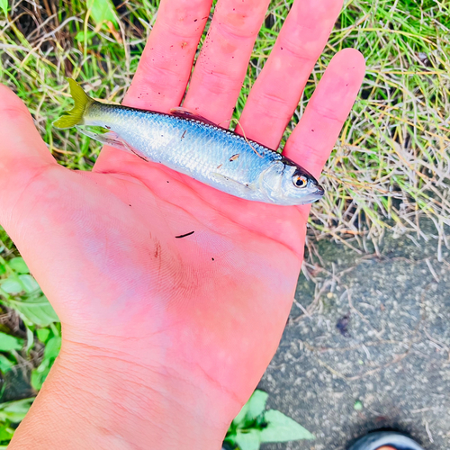 オイカワの釣果