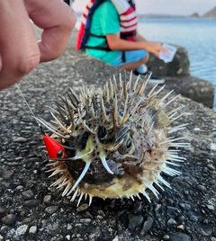 ハリセンボンの釣果