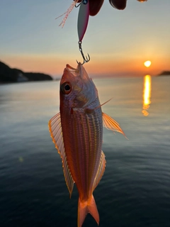 イトヨリダイの釣果