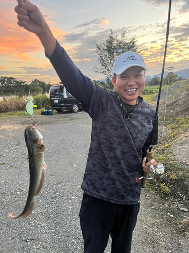 マナマズの釣果