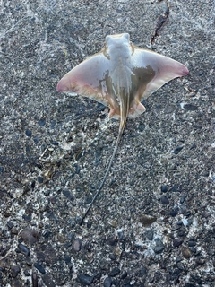 ナルトビエイの釣果