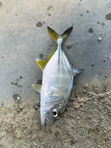 メッキの釣果