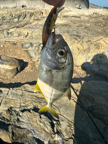 メッキの釣果