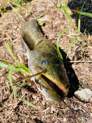 ナマズの釣果