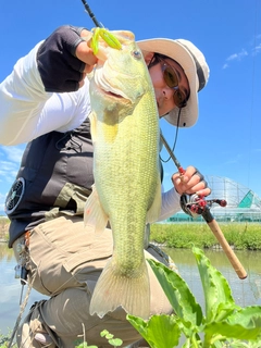 ブラックバスの釣果