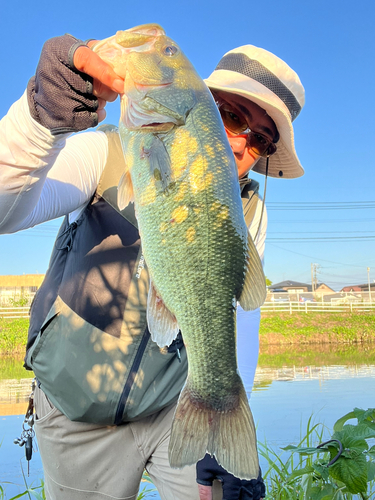 ブラックバスの釣果