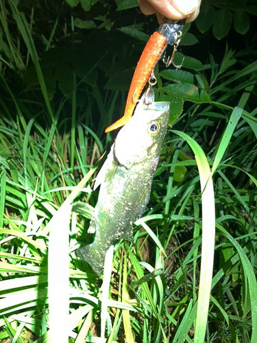 セイゴ（マルスズキ）の釣果