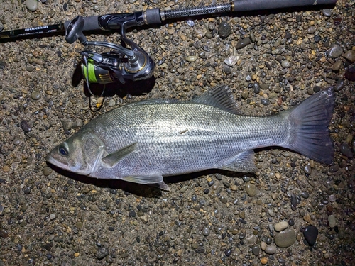 スズキの釣果