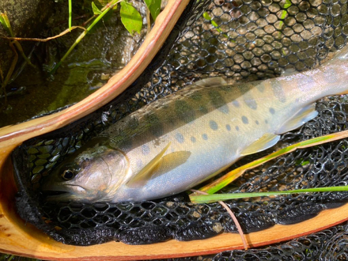 ヤマメの釣果