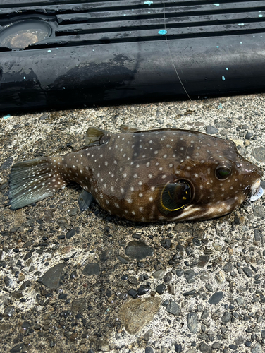 クサフグの釣果