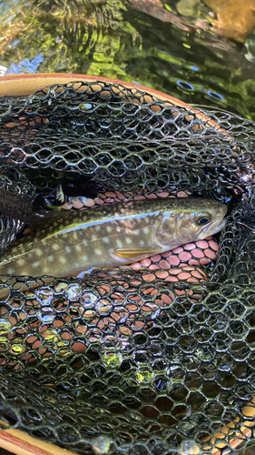 エゾイワナの釣果