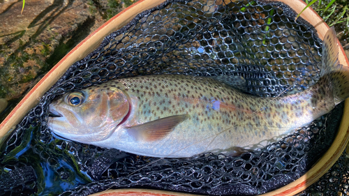 ニジマスの釣果