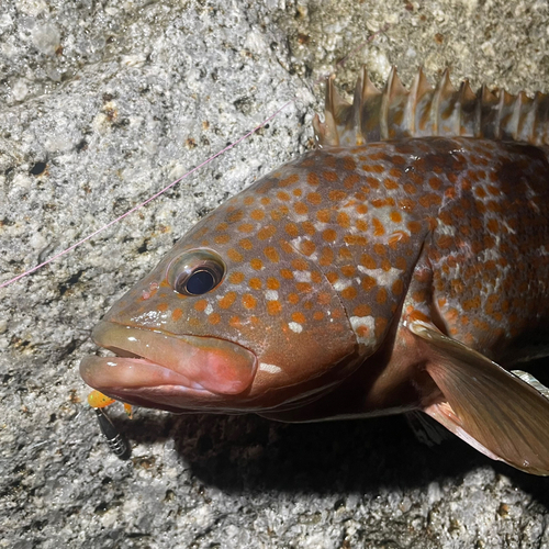 キジハタの釣果