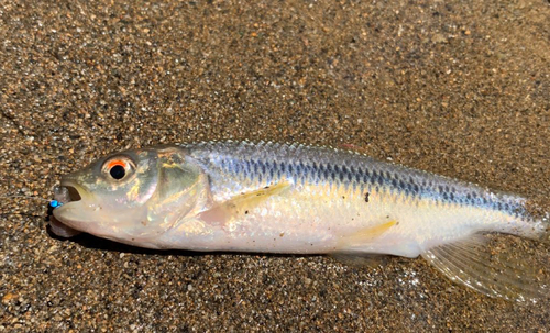 カワムツの釣果