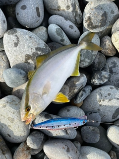 ショゴの釣果