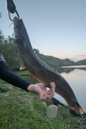 ナマズの釣果