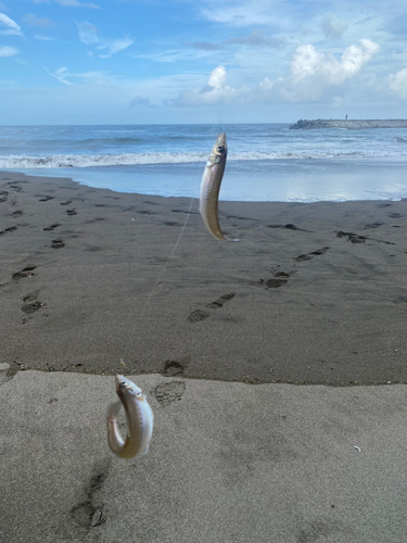 シロギスの釣果