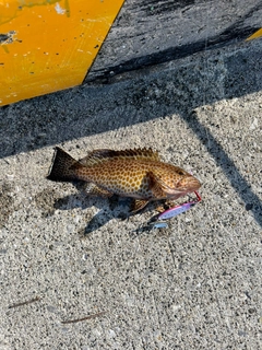 オオモンハタの釣果