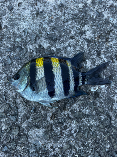 オヤビッチャの釣果