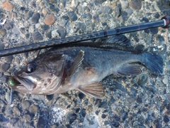 クロソイの釣果