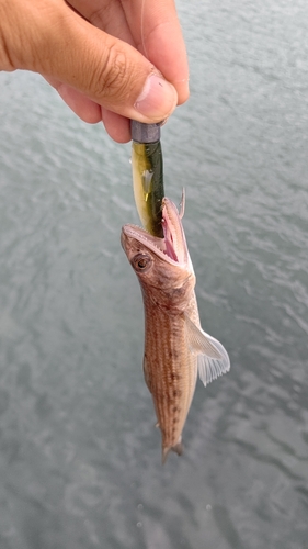 エソの釣果