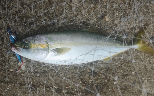 ツバスの釣果