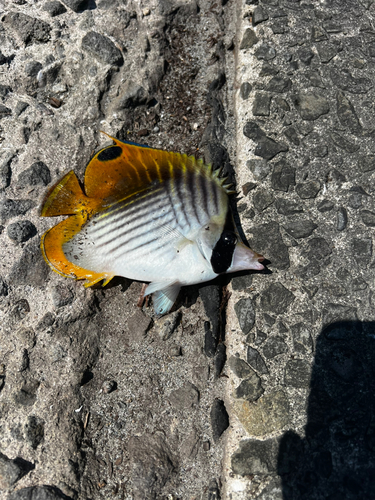 チョウチョウウオの釣果