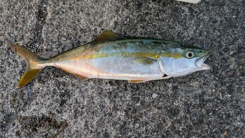 ツバスの釣果