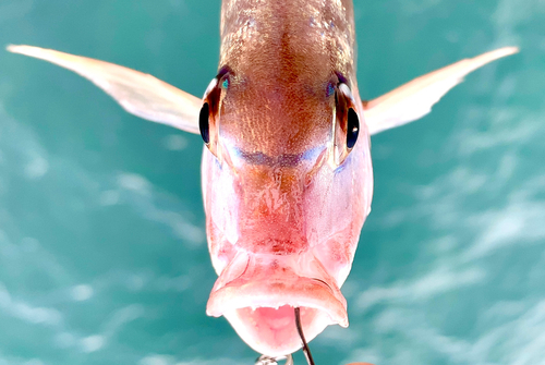 チャリコの釣果