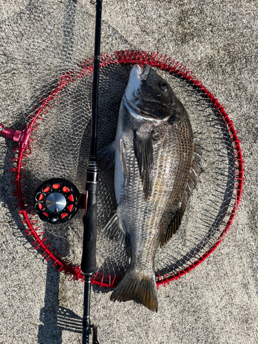 クロダイの釣果