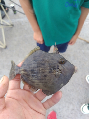 カワハギの釣果