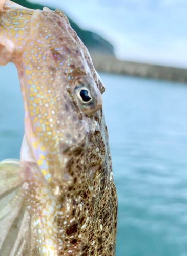 メゴチの釣果