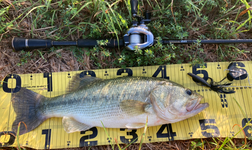 ブラックバスの釣果