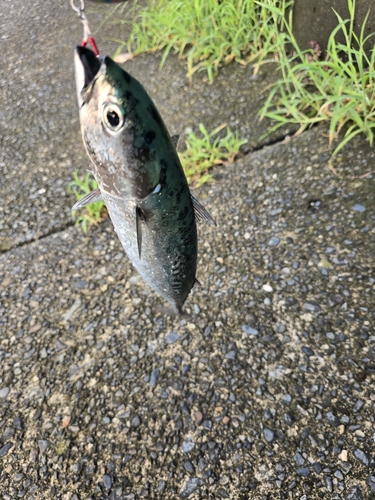 ソウダガツオの釣果