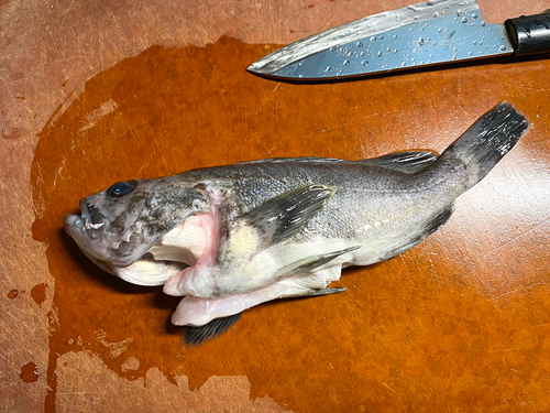 クロソイの釣果