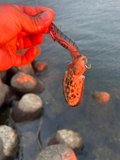 コウイカの釣果