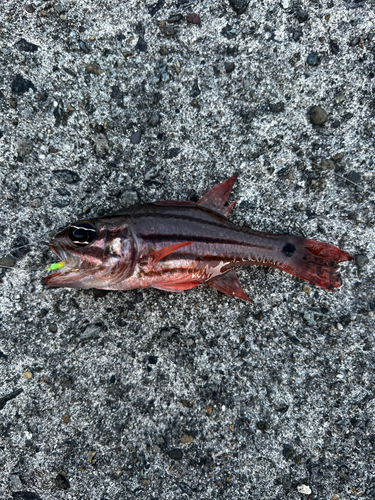 イシモチの釣果