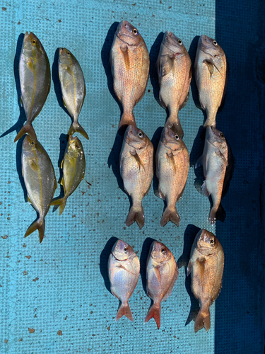 マダイの釣果