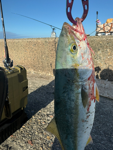 ツバスの釣果