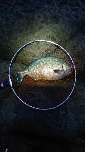 イスズミの釣果