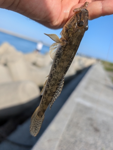 マハゼの釣果