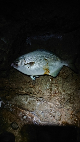 イスズミの釣果