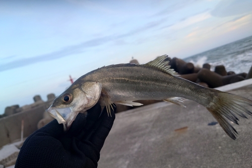 セイゴ（マルスズキ）の釣果