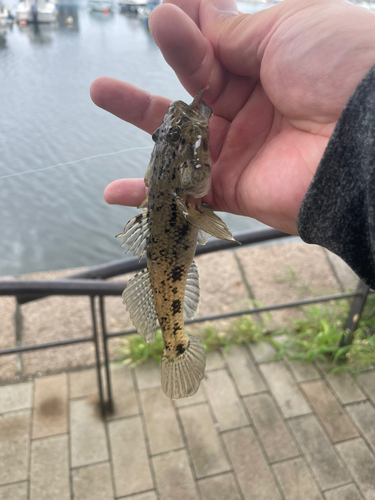 ウロハゼの釣果