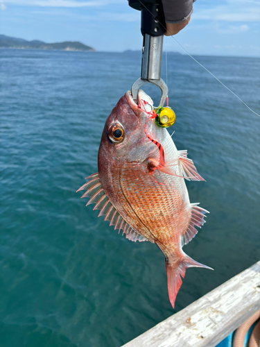 マダイの釣果