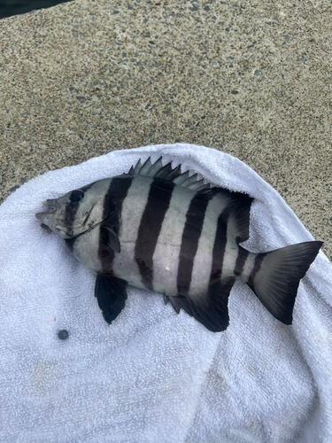 イシダイの釣果