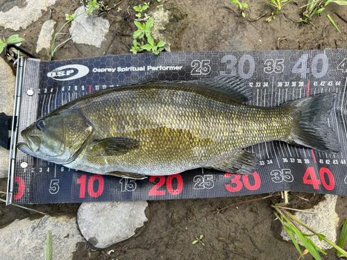 スモールマウスバスの釣果