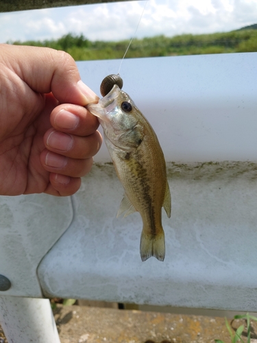 ラージマウスバスの釣果