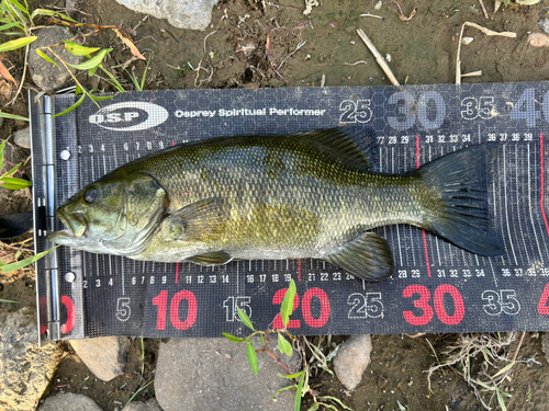 スモールマウスバスの釣果