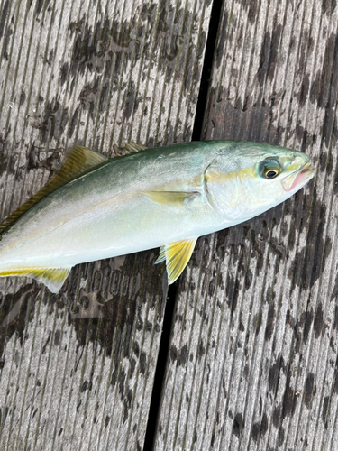 ワカシの釣果